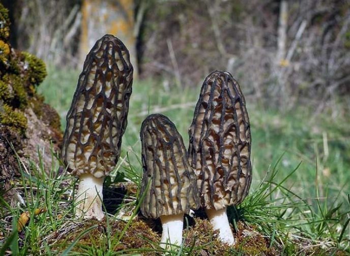 17. Сморчок конический / Morchella conica