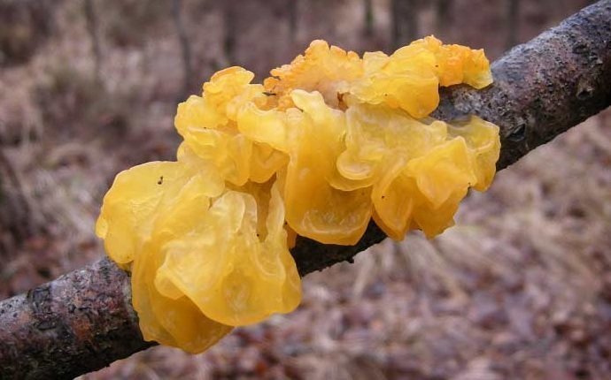 6. Дрожалка оранжевая / Tremella mesenterica