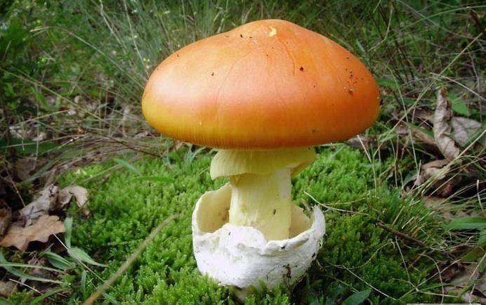 9. Цезарский гриб / Amanita caesarea