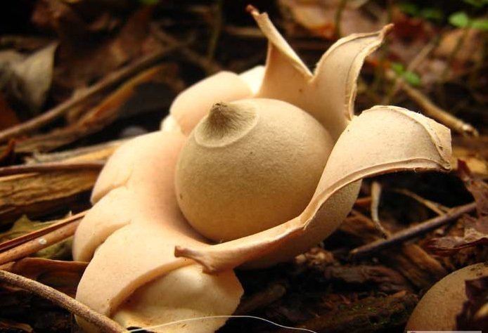 10. Звездовик мешковидный / Geastrum saccatum