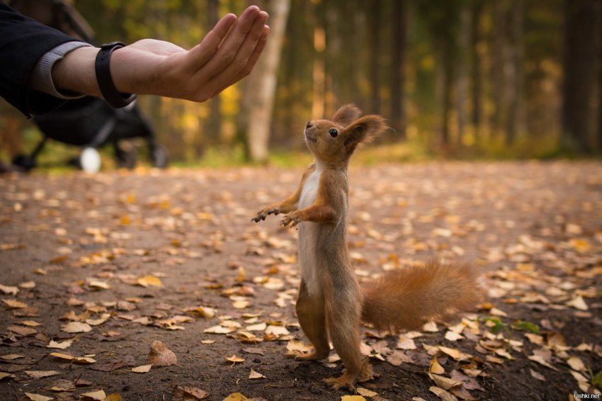 Дай вкусняшку