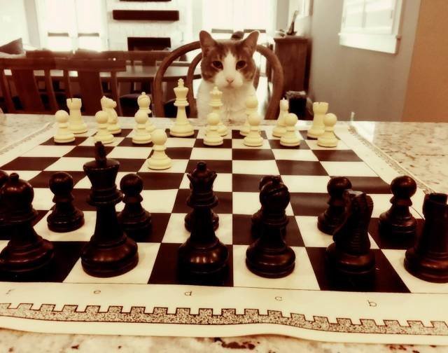 Пушистый шахматист