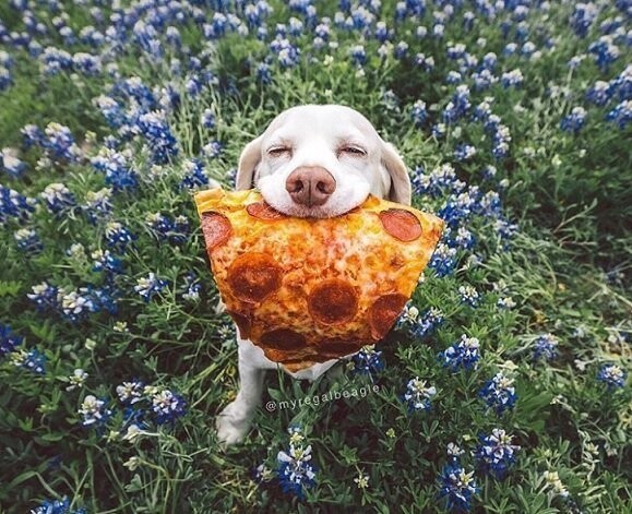 В собачьем языке слова «счастье» и «еда» — это синонимы 