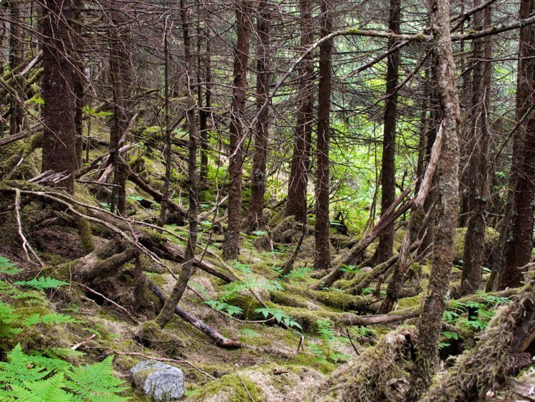 «Дышащая» земля в канадском лесу смутила интернет