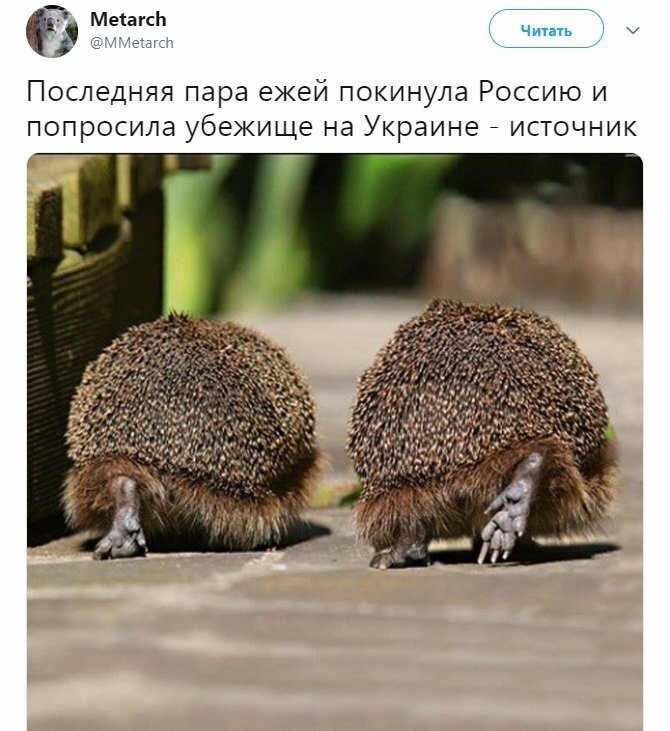 Политические коментарии соцстей - 619