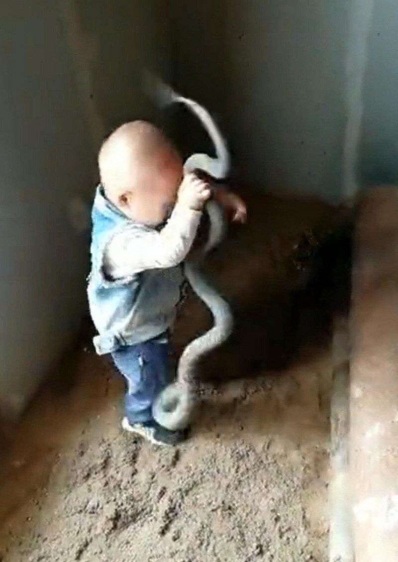 Бесстрашный малыш играет со змеями