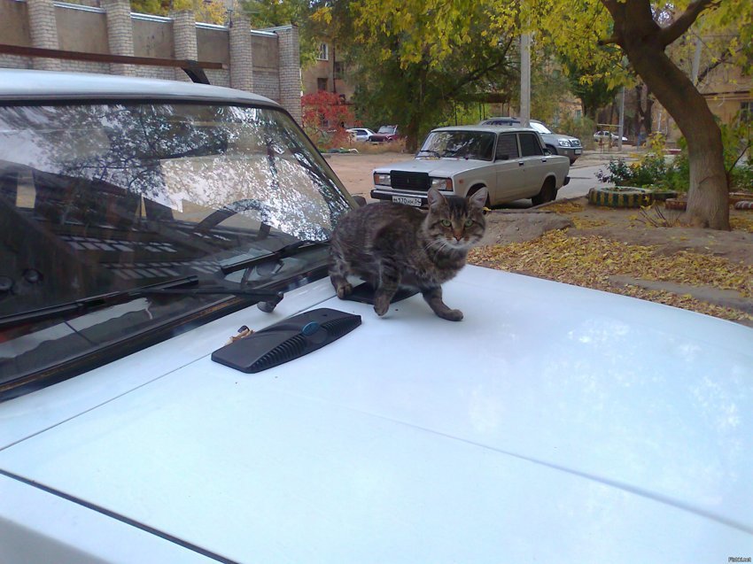 Это кот-автолюбитель