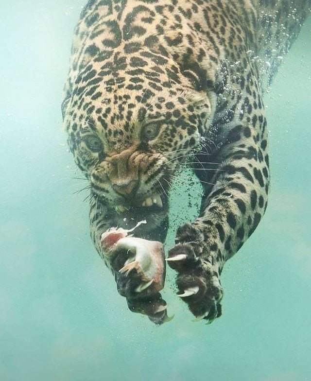 Этот большой кот нырнул за добычей под воду, ещё не зная, что это сделает его знаменитым