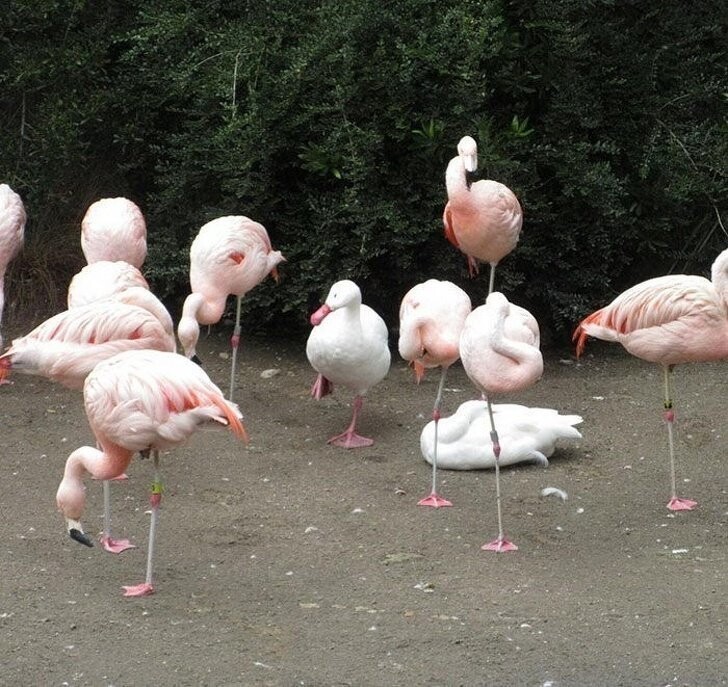 Кажется, эти утки думают, что они тоже фламинго