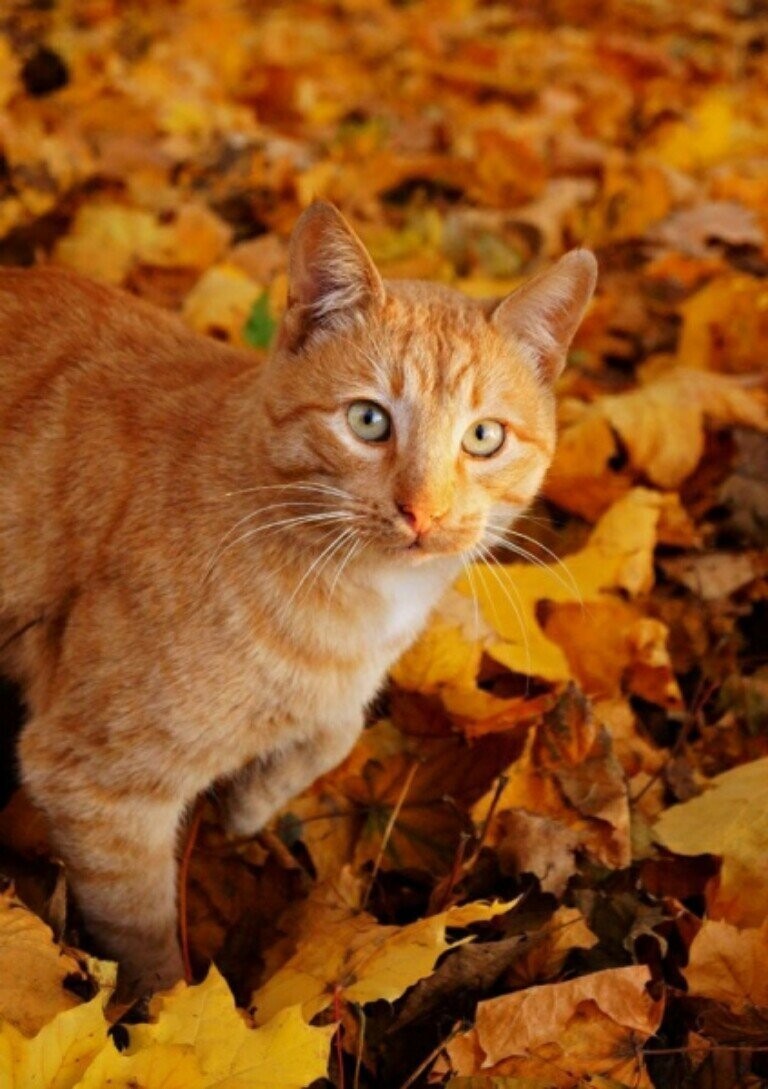 Кошки и осень
