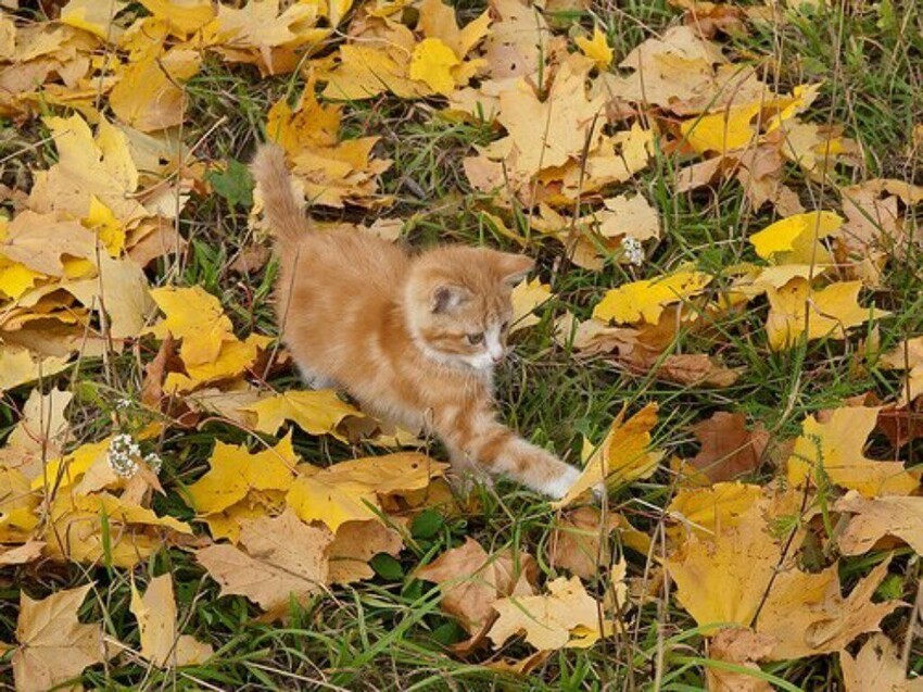 Осенняя Кошка Фото