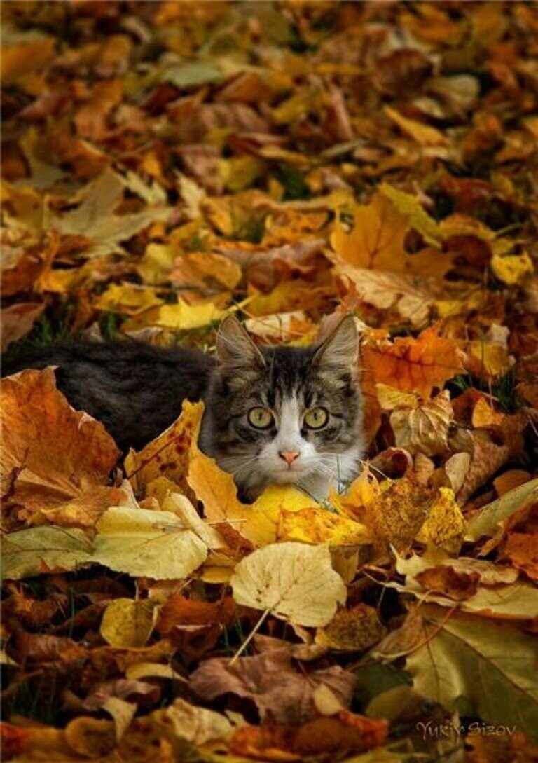 Кошки и осень