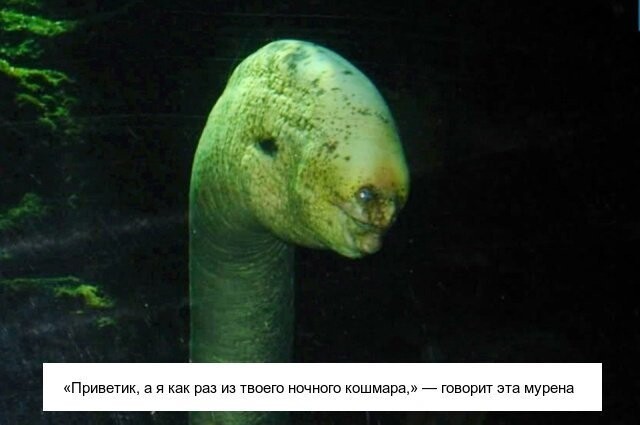 Ну очень необычные существа