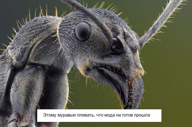 Ну очень необычные существа