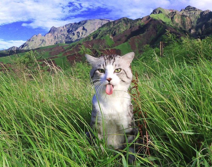 Фото японского кота, которые заставят тебя сказать: "Как скучно я живу"