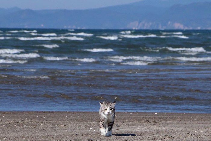 Фото японского кота, которые заставят тебя сказать: "Как скучно я живу"