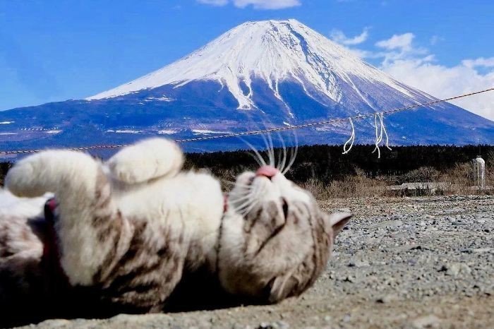 Фото японского кота, которые заставят тебя сказать: "Как скучно я живу"