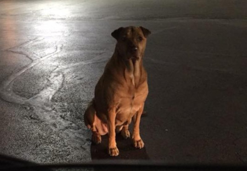 Собака притворялась по ночам бездомной, чтобы питаться бургерами