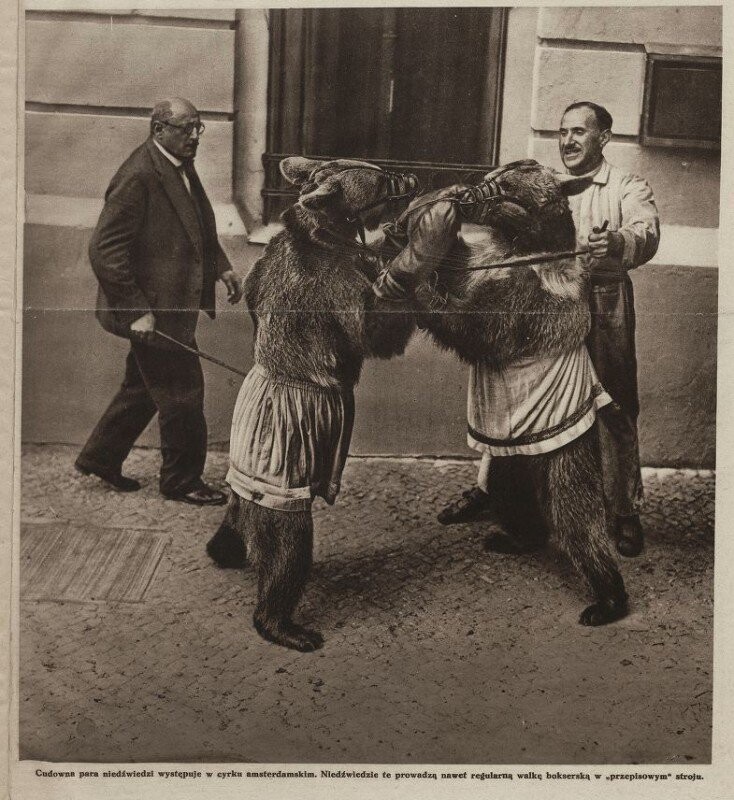 Пара медведей выступает в амстердамской цирке и умеют даже боксировать в подобающей спортивной форме. 1928 год.