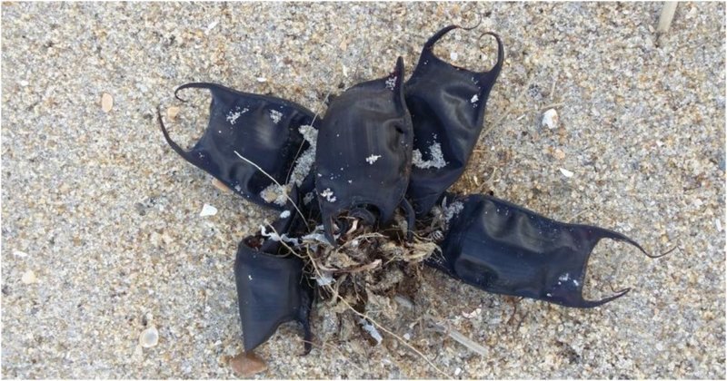 На пляжах Северной Каролины появились сумки, которые не имеют никакого отношения к человеку