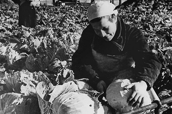 Урожай на газонах: как блокадный Ленинград спасал свою жизнь