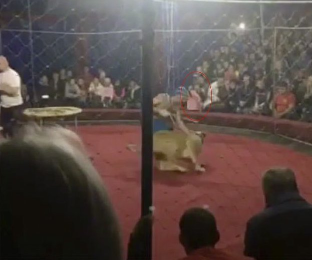 Зритель заснял на видео, как цирковой лев бросился на ребенка