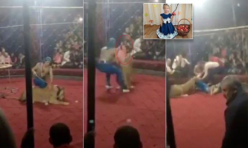 Зритель заснял на видео, как цирковой лев бросился на ребенка