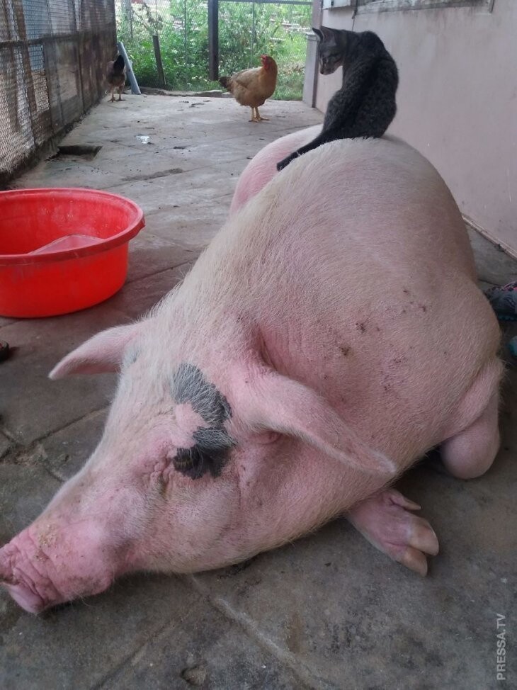 Женщина спасла маленькую свинку и вот, что из нее выросло