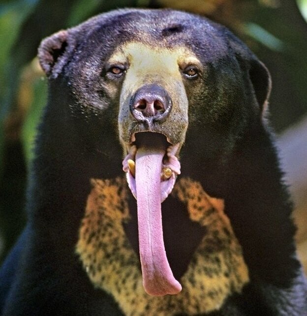 Язык малайского медведя тоже очень длинный, им он может вытаскивать как крючком фрукты, насекомых и корешки