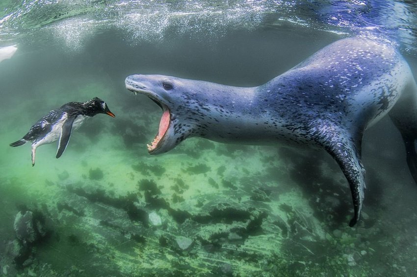 25 сильных снимков, которые стали победителями международного фотоконкурса Siena Photo Awards 2018