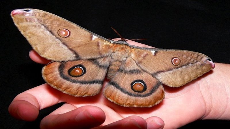 Появление бабочки на свет Hatching Emperor Gum Moth 