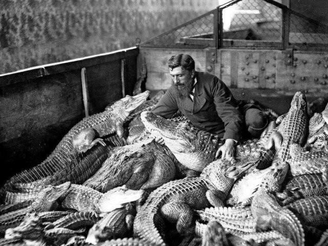 Мужчина среди аллигаторов и кайманов в террариуме Флоренции, Италия, 1900 год. 