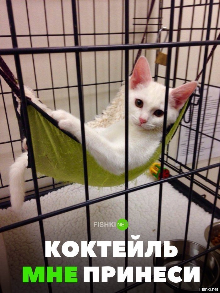 Коктейль мне принеси