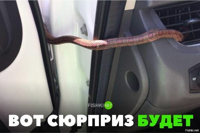 Вот сюрприз будет