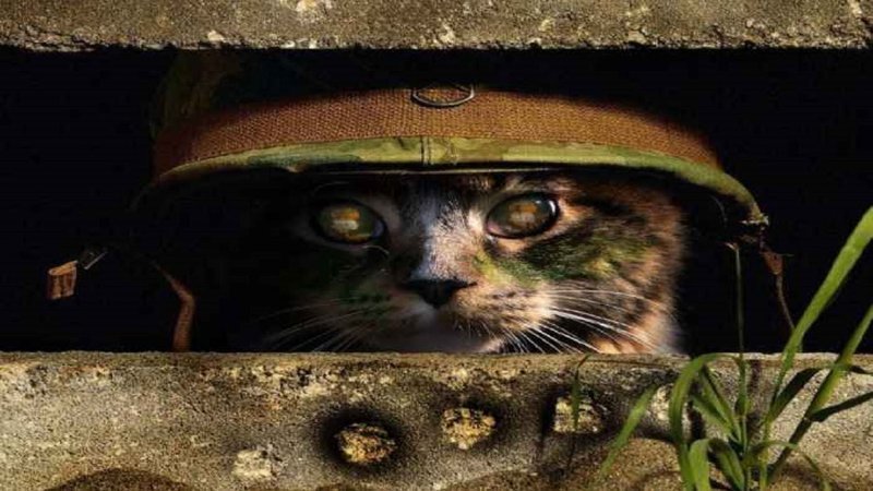 Кот, которому и война не страшна 