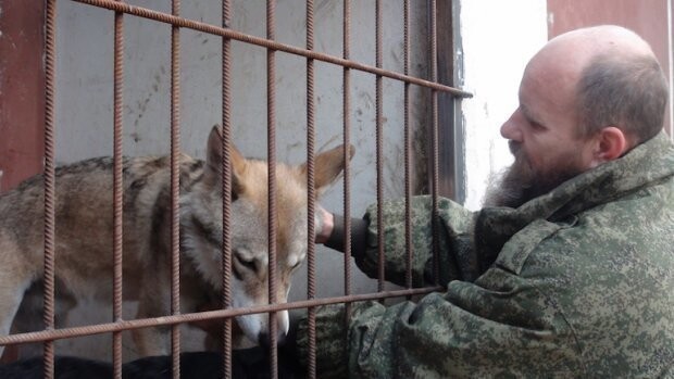 Волгоградец приютил у себя дома волка из Астраханской области