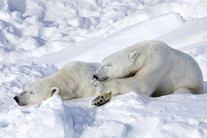 В Антарктиде нет белых медведей