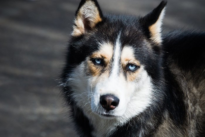 В Антарктиде запрещены ездовые собаки