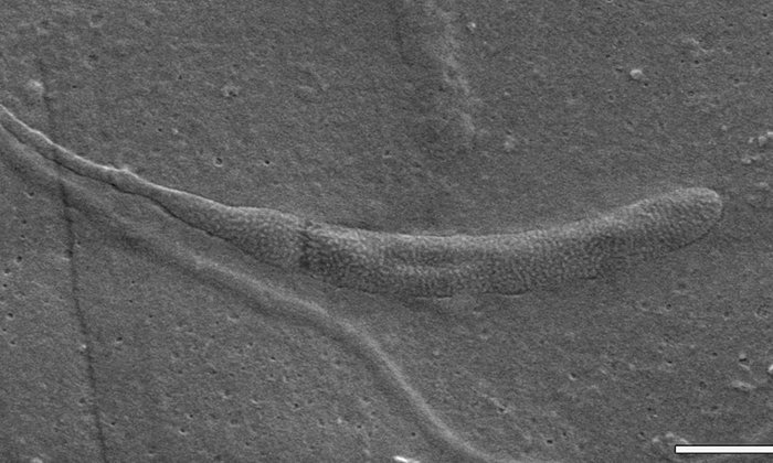 В Антарктиде был найден самый древний сперматозоид