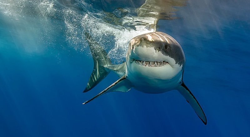 Самые ужасающие нападения акул