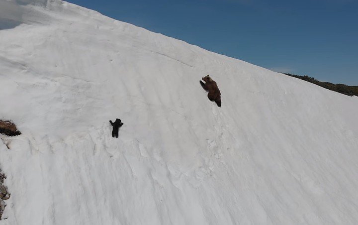 Упорный медвежонок вбирается по заснеженному склону