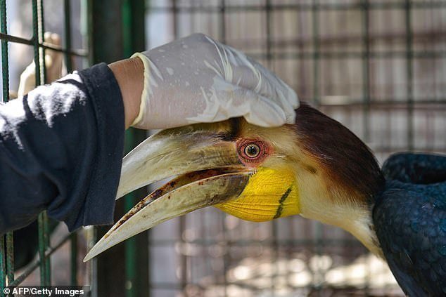 Врачи спасли экзотическую птицу, установив ей протез клюва