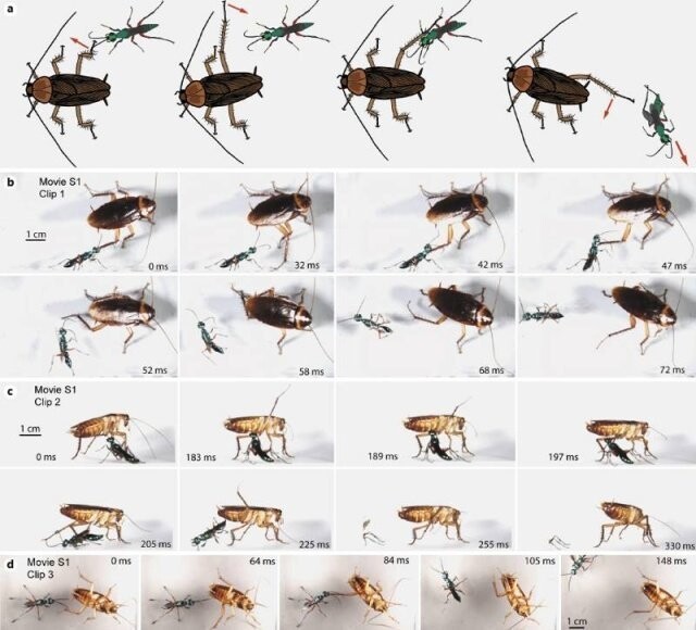 Битва изумрудной тараканьей осы и таракана