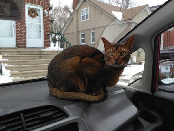 «Иногда я опаздываю на работу, потому что не могу выгнать свою кошку из машины»