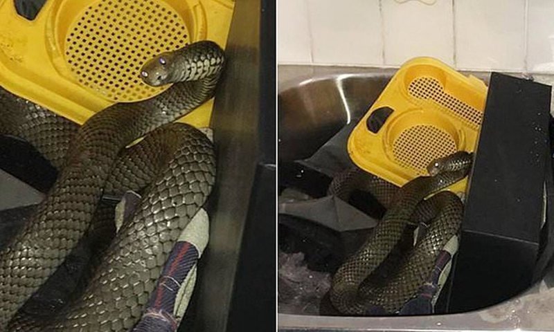 Австралийка пережила в своем доме нашествие ядовитых змей