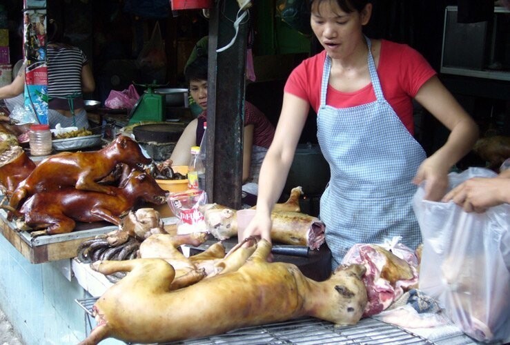 Почему в Корее едят собак