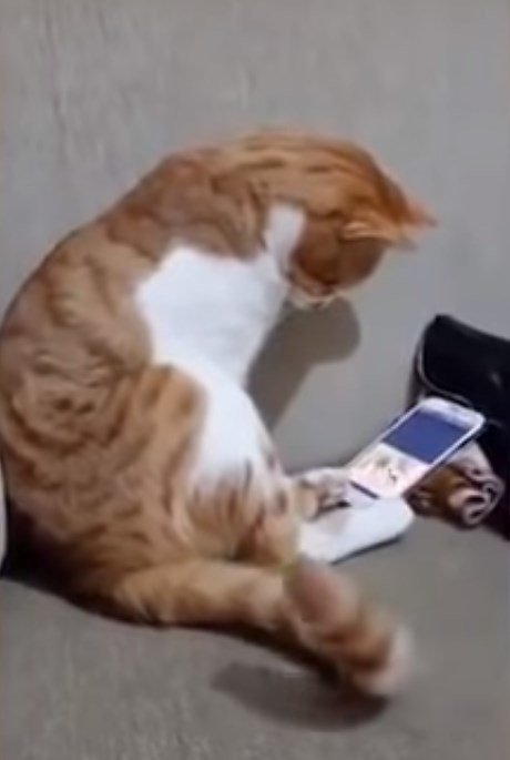 Коту показали видео с его погибшим хозяином