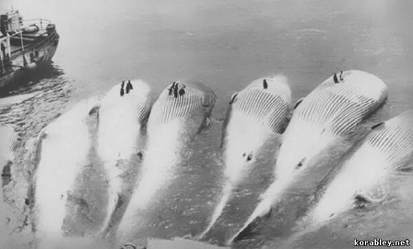 Советские китобои