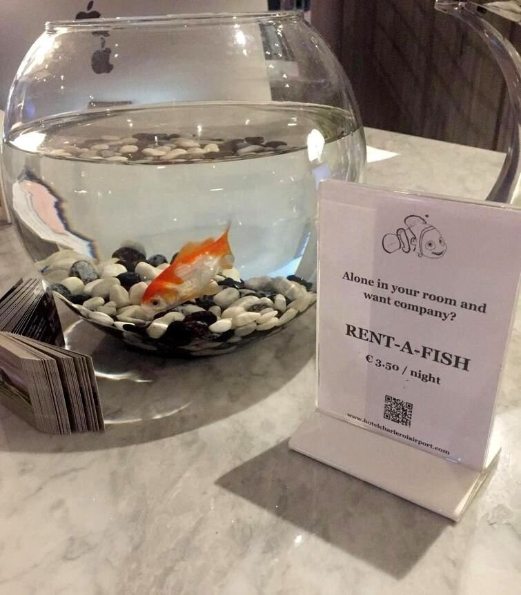 Этот отель в Европе предлагает одиноким путешественникам арендовать рыбку за € 3,5 за ночь, чтобы им не было так одиноко