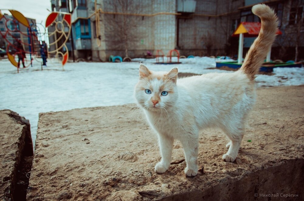 Фото уличного кота